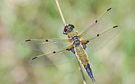 Four-spotted Chaser (male, Libellula quadrimaculata)